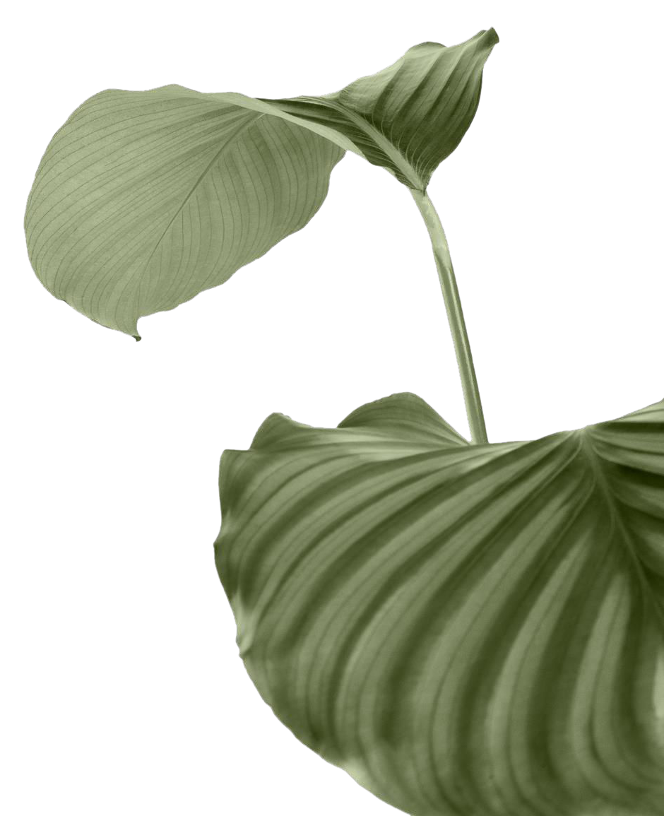 leaf